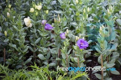 Pretty Little Purple Flower In The Garden Stock Photo