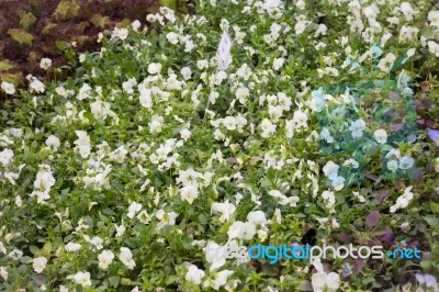 Pretty Little White Flower In The Garden Stock Photo