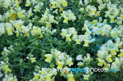 Pretty Little Yellow Flower In The Garden Stock Photo