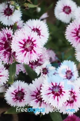 Pretty White Flower Blooming In The Garden Stock Photo