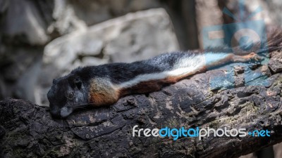 Prevost's Squirrel (callosciurus Prevostii) Resting On A Tree At… Stock Photo