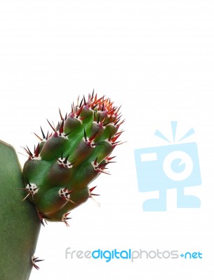 Prickly Cactus Stock Photo