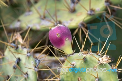 Prickly Pear (opuntia) Stock Photo