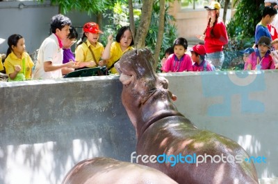 Primary Students Visit The Zoo, In The Jul 27, 2016. Bangkok Thailand Stock Photo