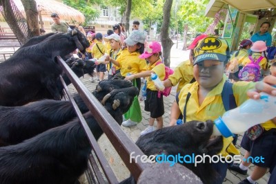 Primary Students Visit The Zoo, In The Jul 27, 2016. Bangkok Thailand Stock Photo