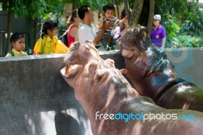 Primary Students Visit The Zoo, In The Jul 27, 2016. Bangkok Thailand Stock Photo