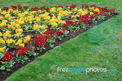 Primrose Flowers Stock Photo