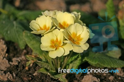 Primula Stock Photo