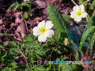 Primula Vulgaris Stock Photo