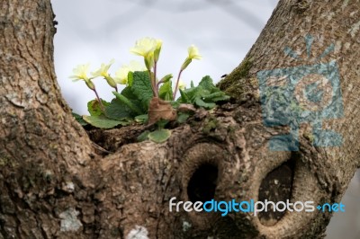 Primula Vulgaris Growing On A Tree Stock Photo