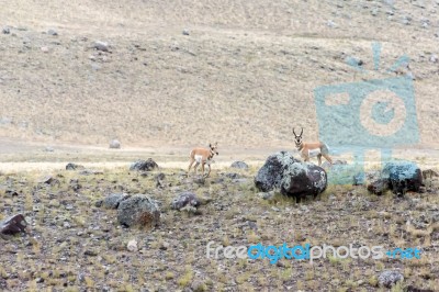 Pronghorn (antilocapra Americana) Stock Photo