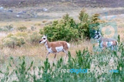 Pronghorn (antilocapra Americana) Stock Photo