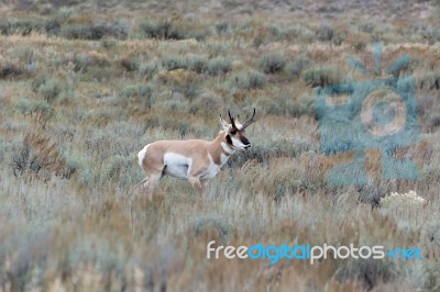 Pronghorn (antilocapra Americana) Stock Photo