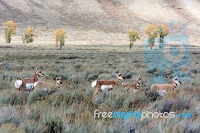 Pronghorn (antilocapra Americana) Stock Photo