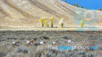 Pronghorn (antilocapra Americana) On The Run Stock Photo