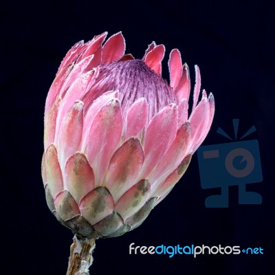 Protea Flower Stock Photo