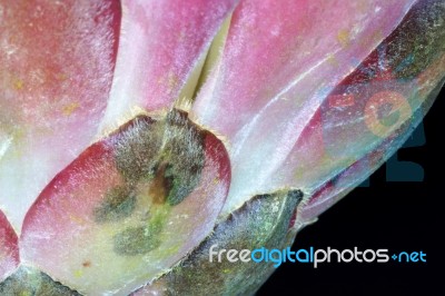 Protea Flower Stock Photo