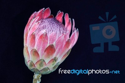 Protea Flower Stock Photo