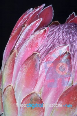 Protea Flower Stock Photo