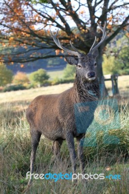 Proud Stag In Autumn Stock Photo