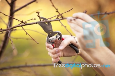 Pruning Fruit Tree - Cutting Branches At Spring Stock Photo