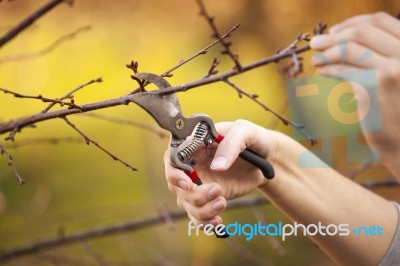 Pruning Fruit Tree - Cutting Branches At Spring Stock Photo