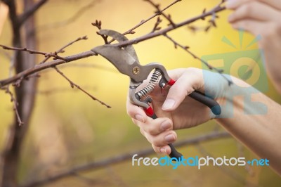 Pruning Fruit Tree - Cutting Branches At Spring Stock Photo