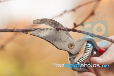 Pruning Fruit Tree - Cutting Branches At Spring Stock Photo