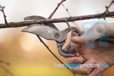 Pruning Fruit Tree - Cutting Branches At Spring Stock Photo