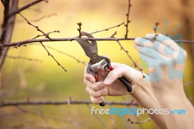 Pruning Fruit Tree - Cutting Branches At Spring Stock Photo