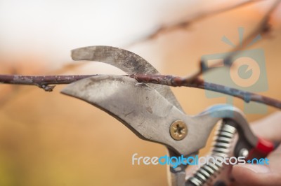 Pruning Fruit Tree - Cutting Branches At Spring Stock Photo