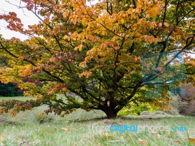 Prunus Pandora Tree In Autumn Stock Photo