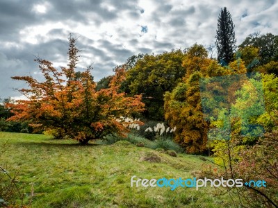 Prunus Pandora Tree In Autumn Stock Photo