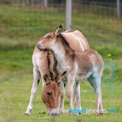 Przewalski Horse (equus Ferus Przewalskii) Stock Photo