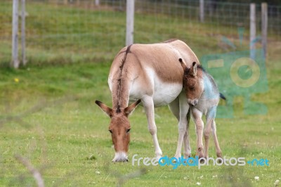 Przewalski Horse (equus Ferus Przewalskii) Stock Photo