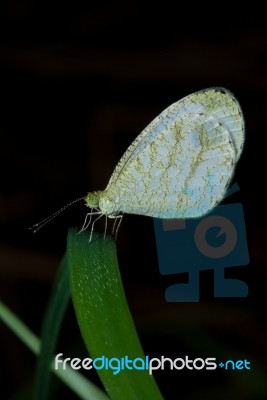 Psyche Butterfly Stock Photo