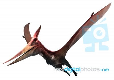 Pteranodon Stock Image