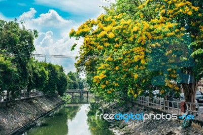 Pterocarpus Macrocarpas Tree Landscape Stock Photo