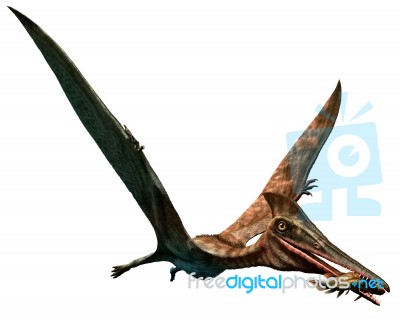 Pterodactylus Stock Image