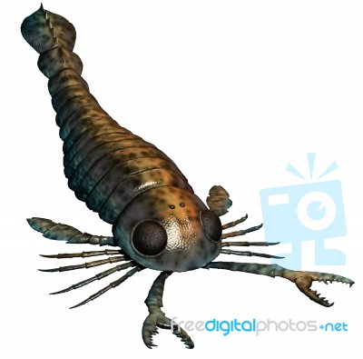 Pterygotus Stock Image