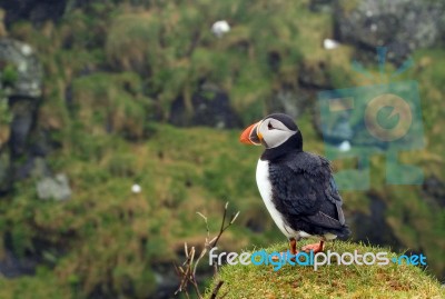 Puffin Stock Photo