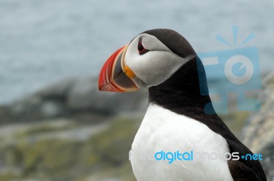 Puffin Close Up Stock Photo