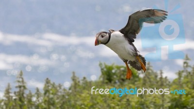 Puffin Fratercula Arctica Stock Photo