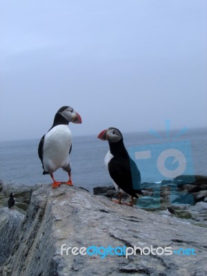 Puffins Stock Photo