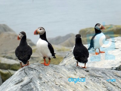 Puffins On Rocks Stock Photo