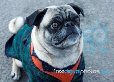 Pug Stock Photo