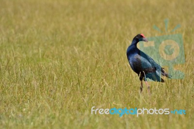 Pukeko In Paddock Stock Photo