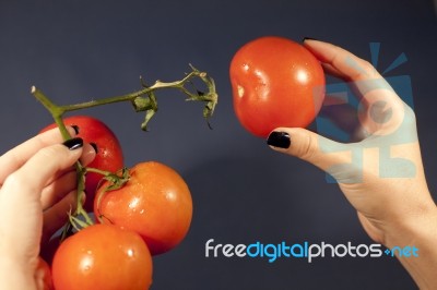 Pulling The Tomatoe Stock Photo