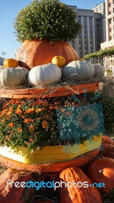 Pumpkin  Stock Photo