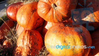 Pumpkin  Stock Photo